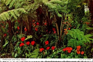 Hawaii Big Island Anthurium and Fern Forest
