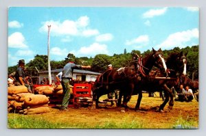 Horse Pulling Contest New Brunswick Canada Animals Forest Farm UNP Postcard 