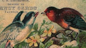 Fancy Goods C F Thompson Taunton MA Victorian Calling Card Two Lovely Birds 