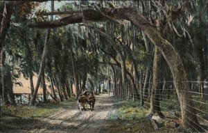 Rockledge Florida FL Old South Drive Indian River 1900s-20s Vintage Postcard