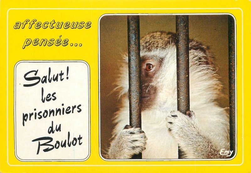 Animals comic monkey - Hello Boulot prisoners - France greetings postcard