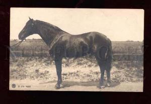 3014514 Nice Black HORSE Champion Vintage PHOTO PC