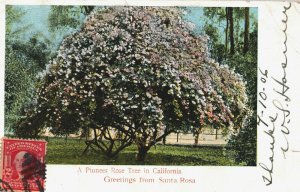 USA Pioneer Rose Tree California Santa Rosa Vintage Postcard 03.68