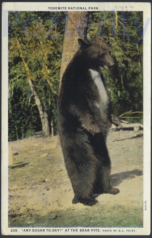 ANY SUGAR TODAY AT THE PITS 1927 YOSEMITE NATIONAL PARK