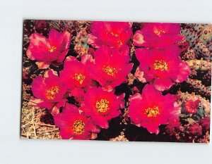 Postcard Beavertail Cactus (Opuntia Basilaris)