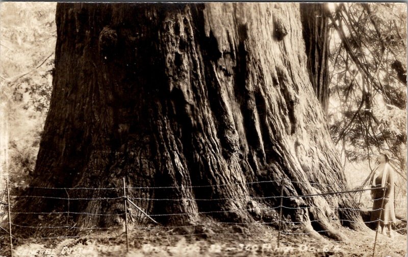 General Custer Tree with Women Redwood Highway California RPPC Postcard Z27