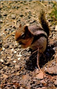 Canada Canadian Rockies Mantled Ground Squirrel