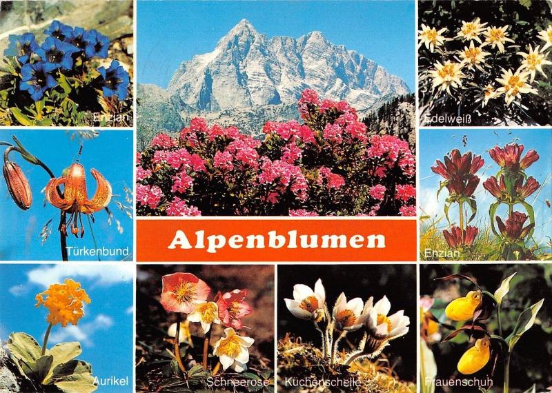 BT13361 Alpenblumen flowers in den bayerischen bergen           Germany