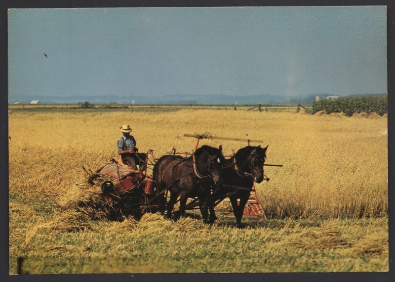 Canada Ontario ST. JACOBS Mennonite Farmer Harvesting Gain Horses ~ Cont'l