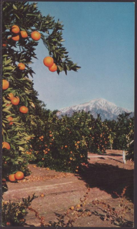 Oranges,San Bernardino,CA Postcard