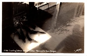 Oregon Bonneville Dam Counting Salmon At Fish Ladder Real Photo