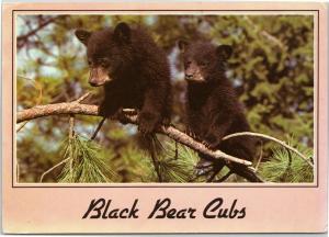 postcard Black Bear Cubs on tree limb - Posted Kalispell MT