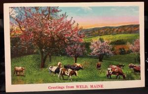Greetings From Weld, Maine Postcard Country Road 1937