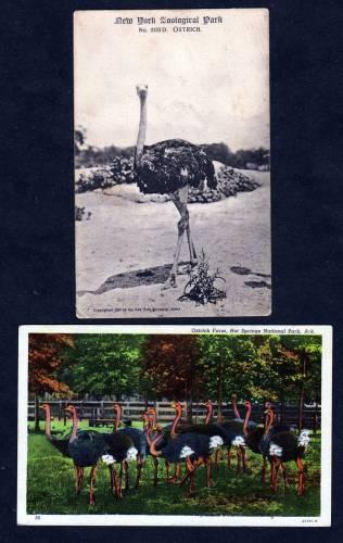 NYC 2 Ostrich Ostriches POSTCARDS Zoo NEW YORK CITY AR