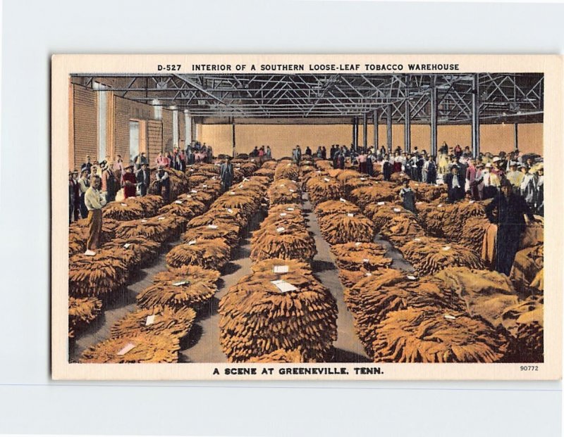 Postcard Interior Of A Southern Loose-Leaf Tobacco Warehouse, Greeneville, TN