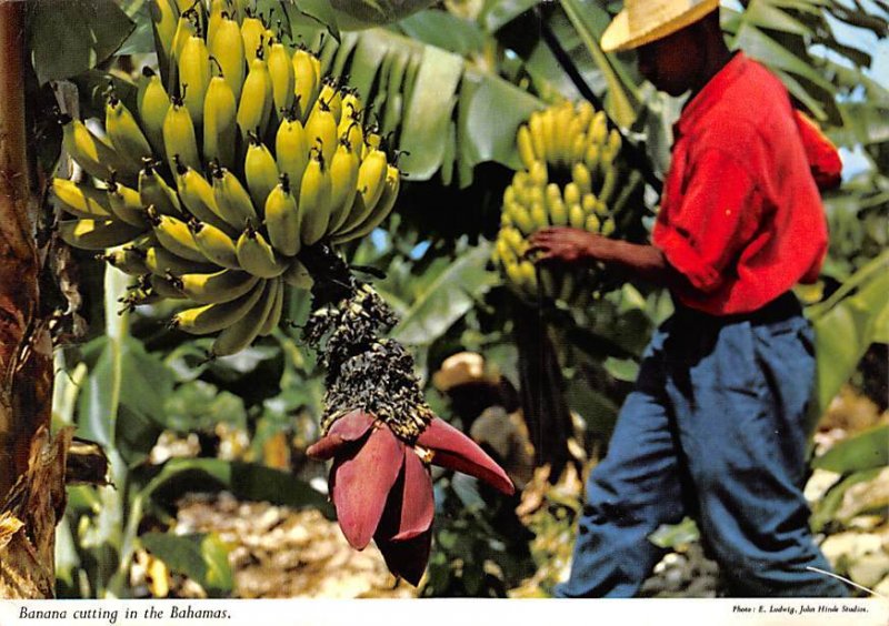Banana Cutting New Providence Island Bahamas 1967 