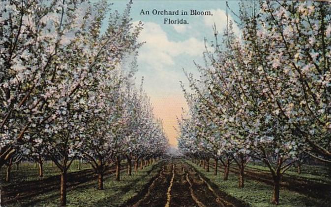 Florida An Orchard In Bloom
