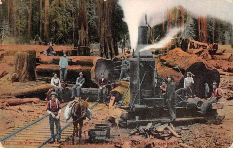 Humbolt California Logging Redwoods Steam Engine Vintage Postcard JF235024