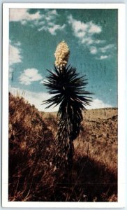 Postcard - Spanish Bayonet Or Palma, Walnut Canyon - Flagstaff, Arizona