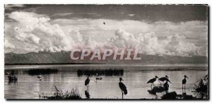 Old Postcard African Wildlife Marabouts black and Pelicans on the boards of a...