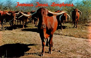 Bulls Famous Texas Longhorns