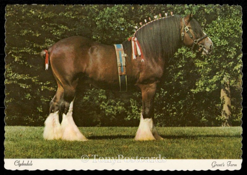 Clydesdale - Grant's Farm