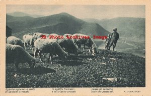 Italy, Sheep Grazing in the Italian Mountains, A. Pogazzaro, Cecami No 493