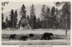 Bears Bear & Cubs Canadian Rockies Triplet Tag A Longs Rowed Litho Postcard G15