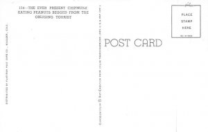 Eating Peanuts Squirrel Chipmunk Unused 