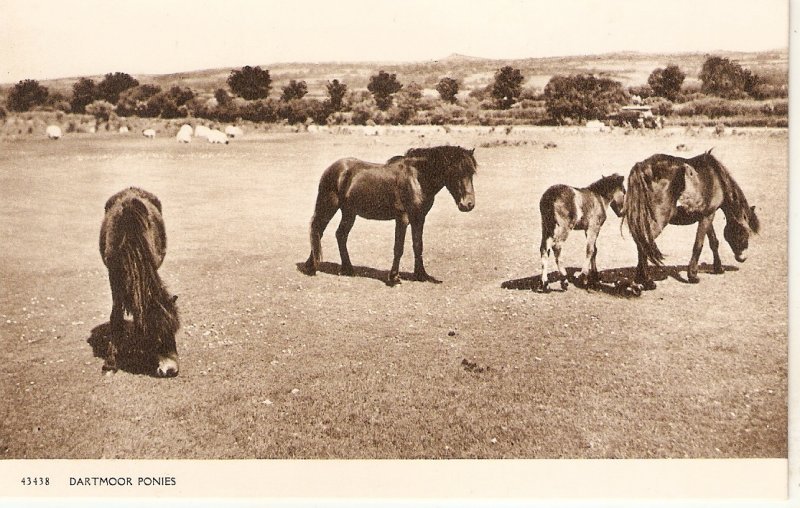 Dartmoor Ponies Old vintage English postcard