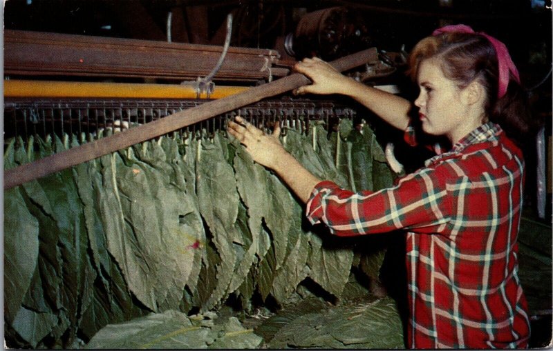 USA Harvesting Ripe Leaves Tobacco Postcard C024