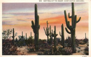 Arizona AZ, Sentinels of The Desert, Giant Cactus, Saguaro, Vintage Postcard