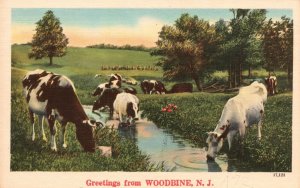 Vintage Postcard 1930's Greetings From Woodbine New Jersey Cow Pasture Grass