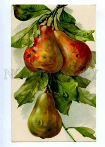 189352 PEAR on Tree FRUITS by C. KLEIN vintage GOM 3238 PC