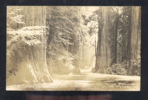 RPPC REDWOOD HIGHWAY CALIFORINA REDWOOD TREES VINTAGE REAL PHOTO POSTCARD