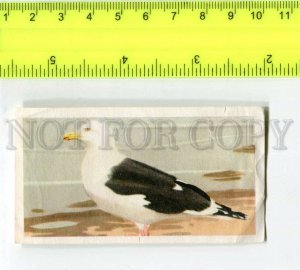 428248 GERMANY Bird gull Vintage ADVERTISING chocolate Stockmann card