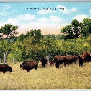 c1940s Texas Buffalo Ranch Linen Litho Photo EC Kropp Farm Livestock Tex PC A197