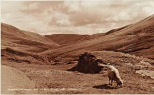 PLYNLIMMON CAMBRIAN MOUNTAINS WALES-SOURCE OF THE WYE RIVER PHOTO POSTCARD 1929