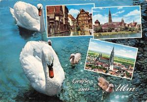 BR71845 gruss aus ulm germany swan cygne animal animaux