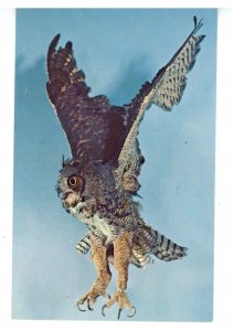 Birds - Great Horned Owl in Flight