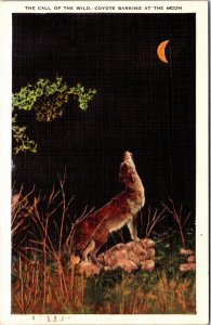 Postcard Animal Coyote Barking at Moon Call of the Wild