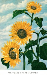 Kansas Official State Flower The Sunflower