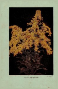 Vintage 1922 Print Joe-Pye Goldenrod 2 Side Flowers You Should Know 