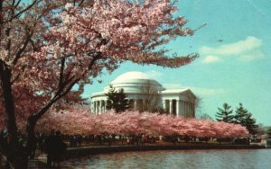 Postcard Jefferson Memorial Beautiful Setting Cherry Trees Bloom Washington DC