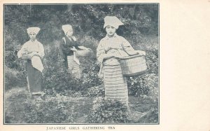 JAPANESE GIRLS GATHERING TEA JAPAN POSTCARD (c. 1905)