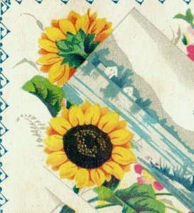 1870s The Knickerbocker Candy Store C.H Culver Prop. Sunflowers Fab! P200