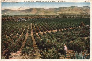 VINTAGE POSTCARD A BEAUTIFUL ORANGE GROVE, SOUTHERN CALIFORNIA 1930's [Sml chip]