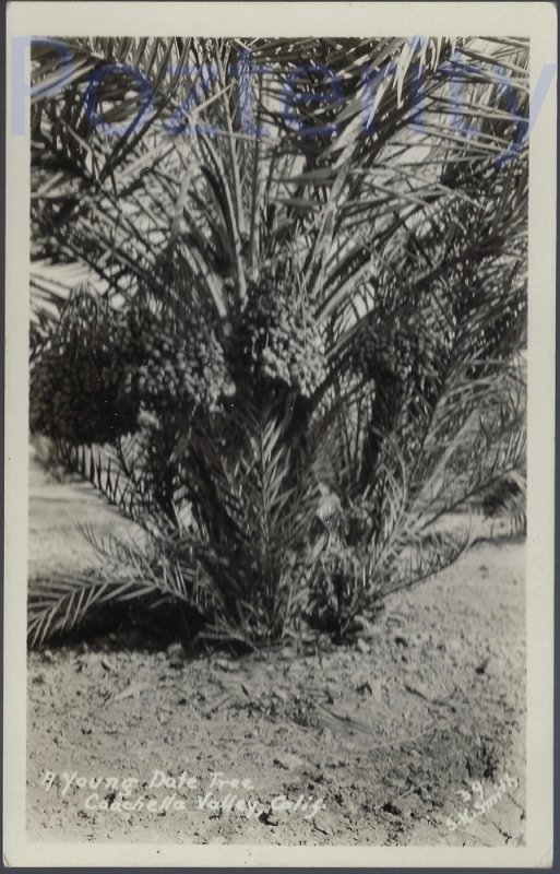 YOUNG PALM TREE CHOCELLA RPPC CALIFORNIA DESERT