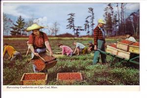 Harvesting Cranberries, Cape Cod, Massachusetts, Wheelbarrow, Photo Ben Harrison