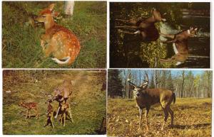 4 - Adirondack Deer